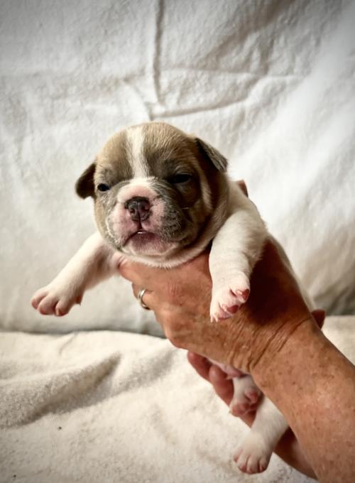 French Bulldog