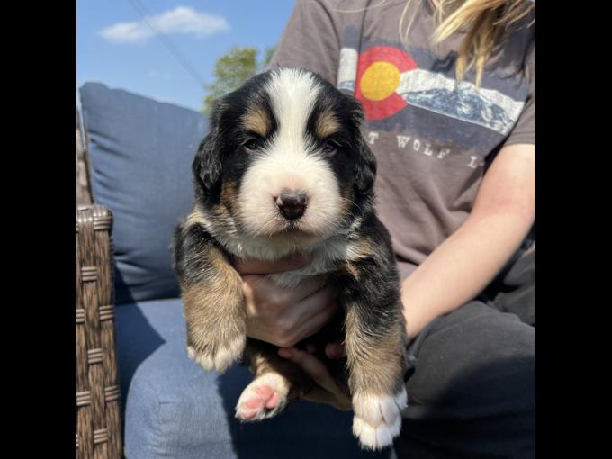 Bernese Mountain Dog