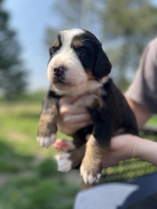 Bernese Mountain Dog