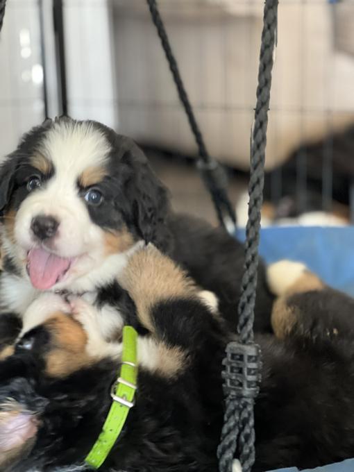 Bernese Mountain Dog