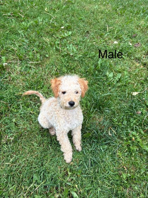 Male Toy Poodle 