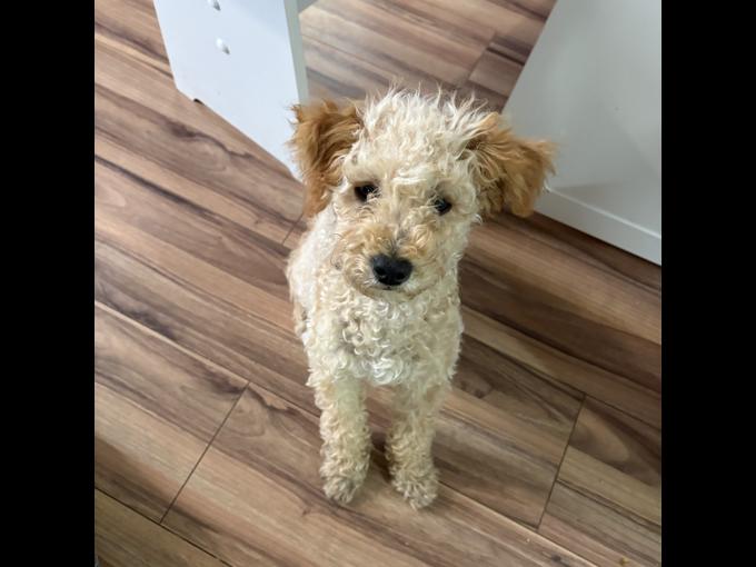 Male Toy Poodle 