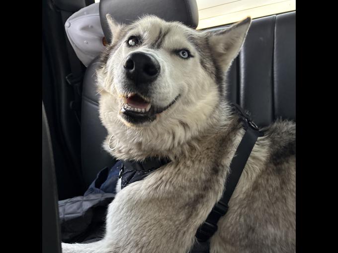 Husky