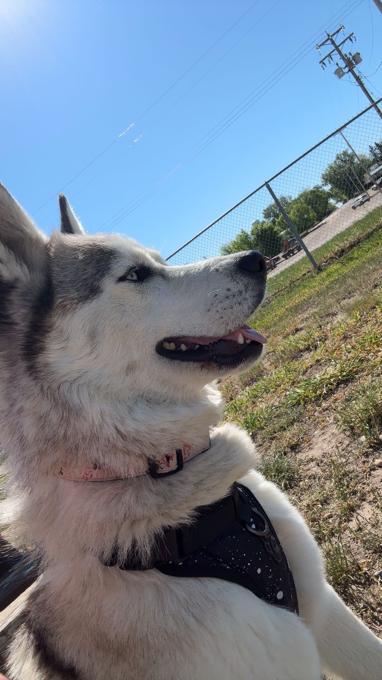 Husky
