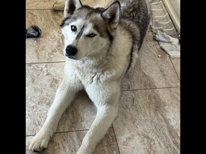 Husky