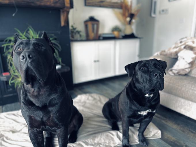 Presa Canario