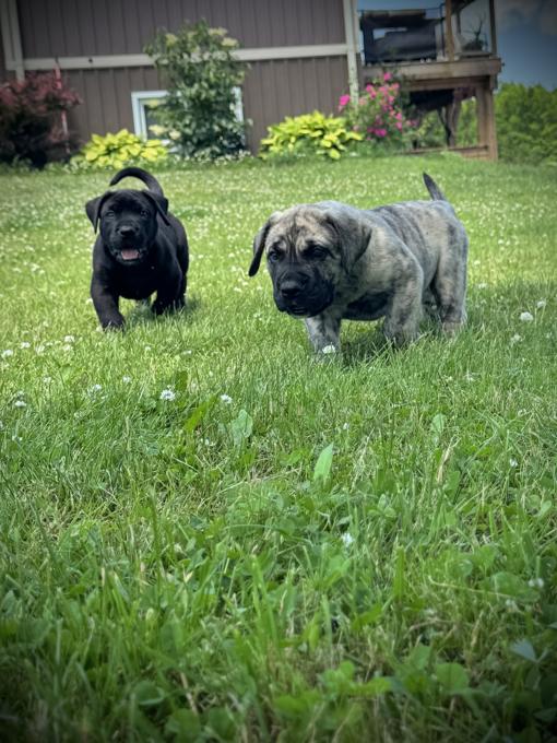 Presa Canario