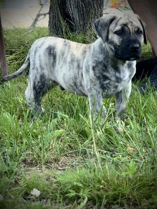 Presa Canario