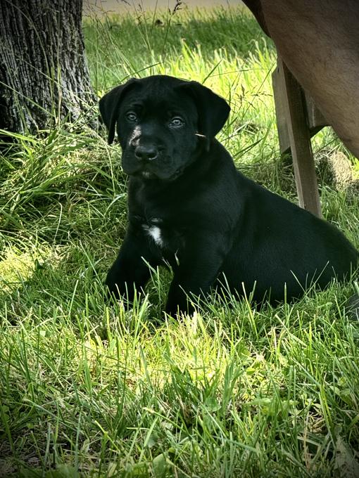 Presa Canario