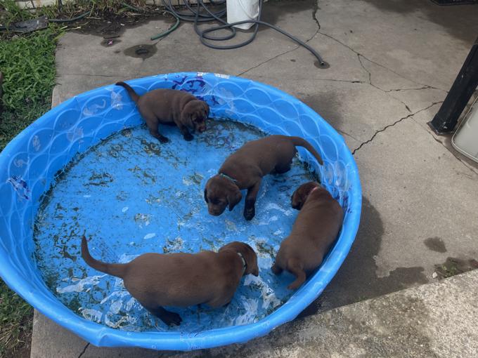 Chocolate Labrador