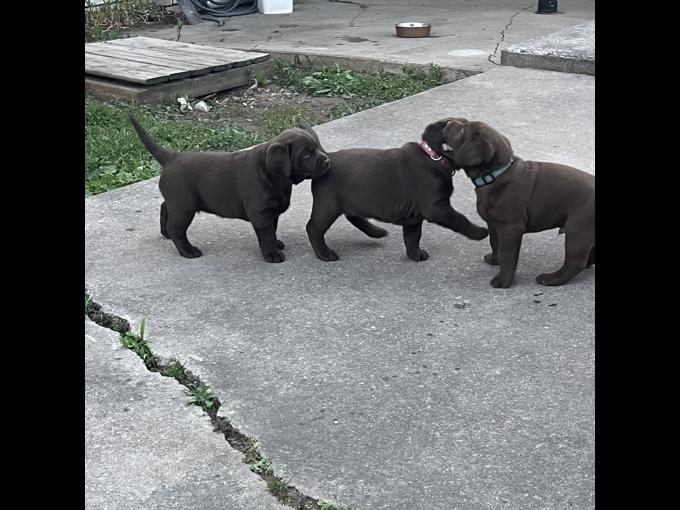 Chocolate Labrador