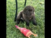 Chocolate Labrador