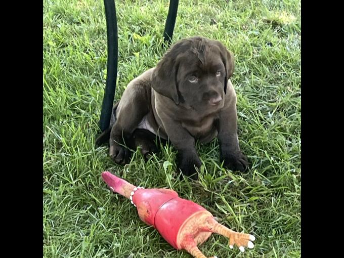 Chocolate Labrador