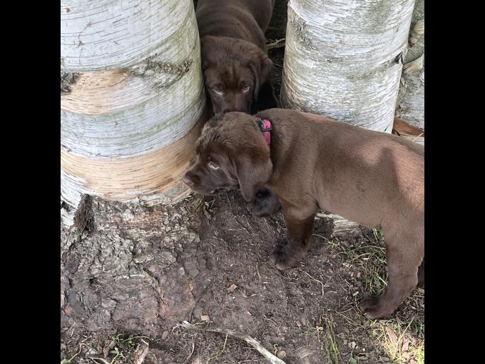 Chocolate Labrador