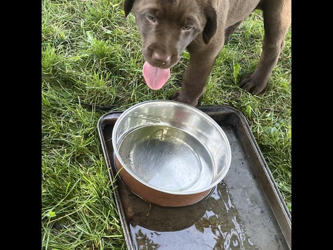 Chocolate Labrador