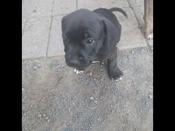 American bully
