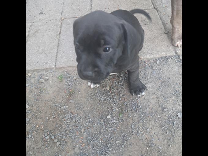 American bully