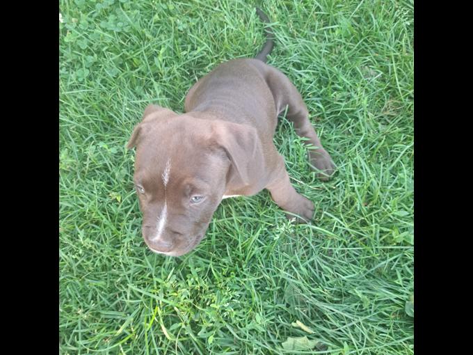 American bully