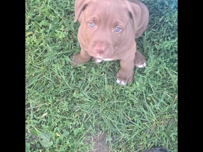 American bully