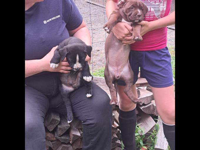 American bully
