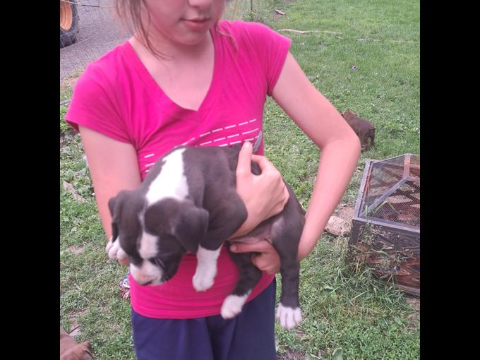 American bully