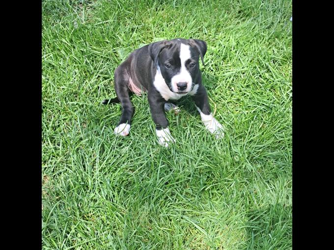 American bully