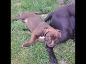 American bully