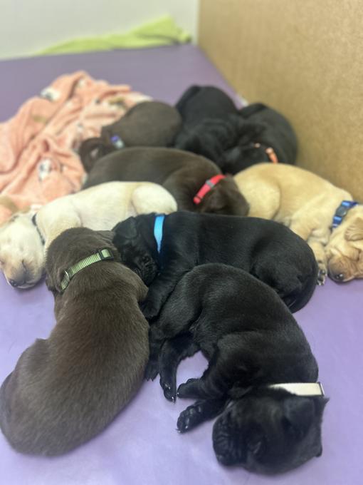 Labrador Retriever