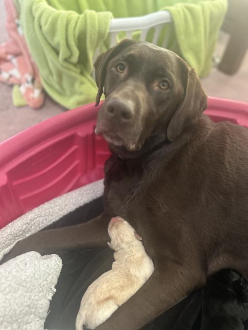 Labrador Retriever