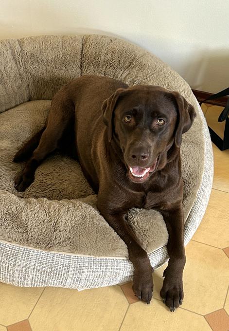 Labrador Retriever