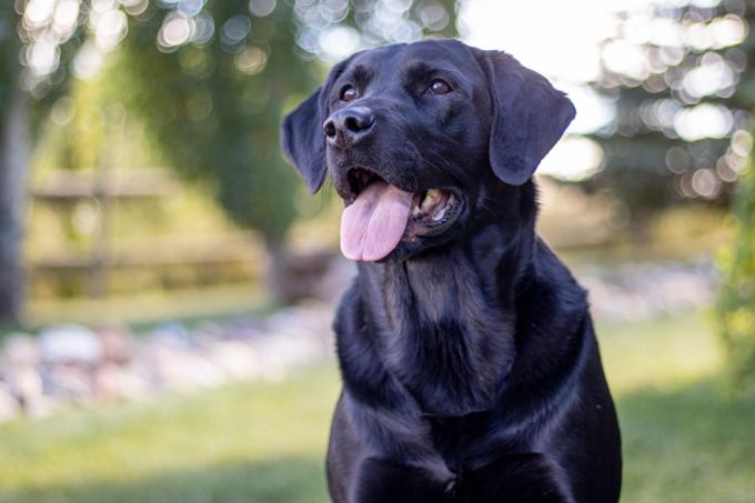 Labrador Retriever