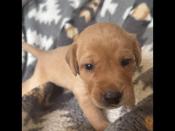 Labrador Retriever