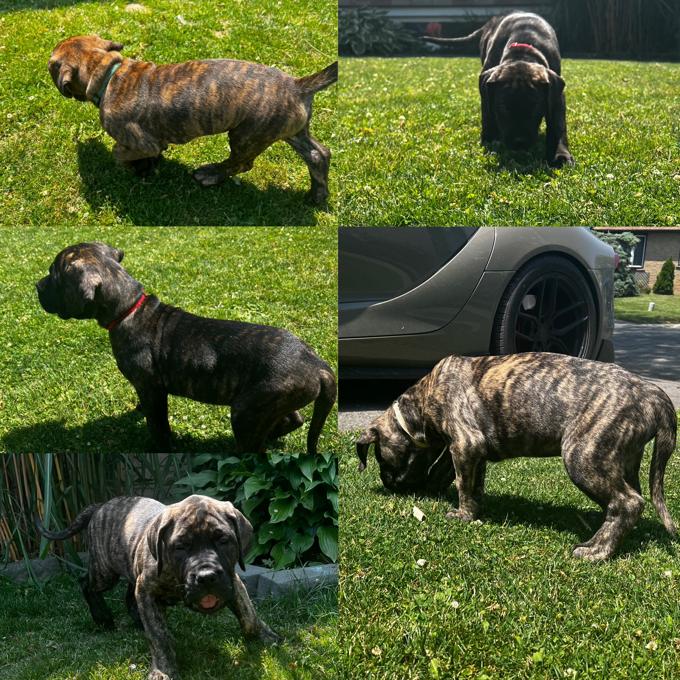 Presa Canario