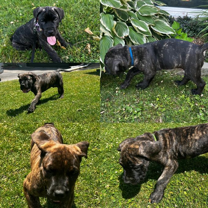 Presa Canario