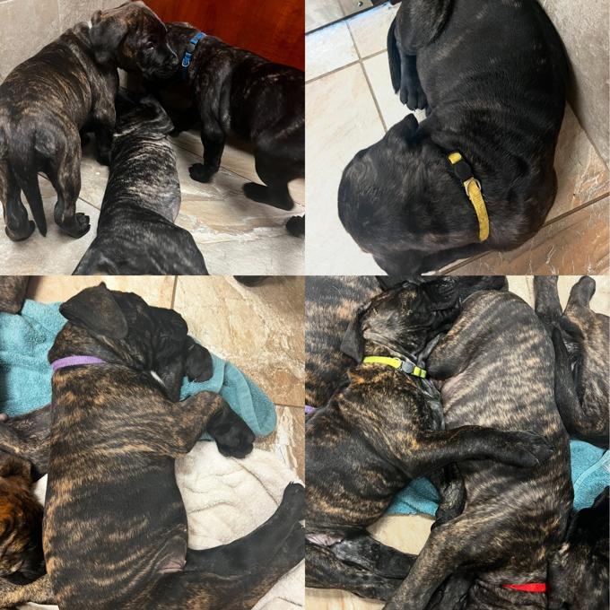 Presa Canario