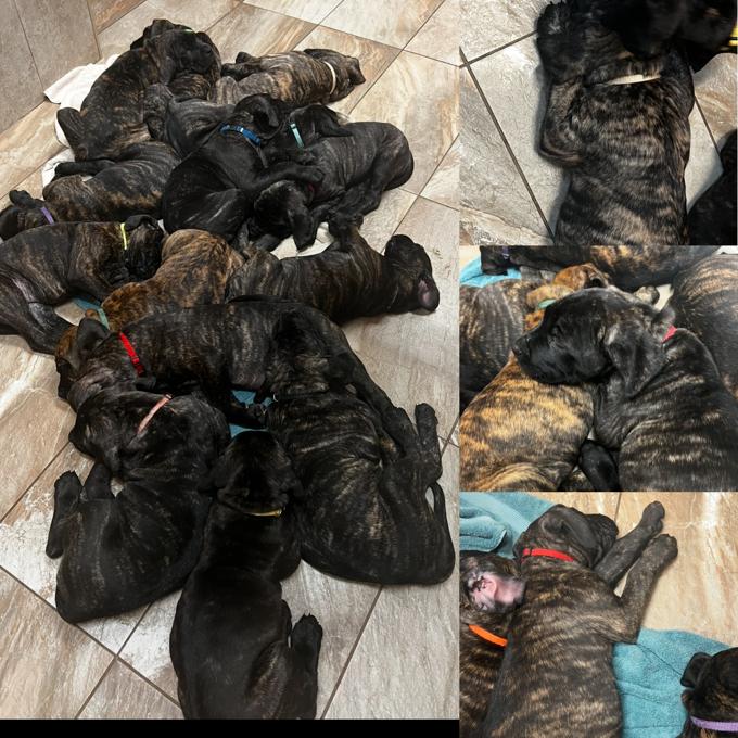 Presa Canario