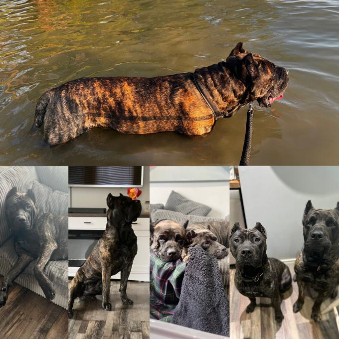 Presa Canario