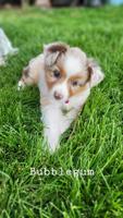 Australian Shepherd/Border Collie