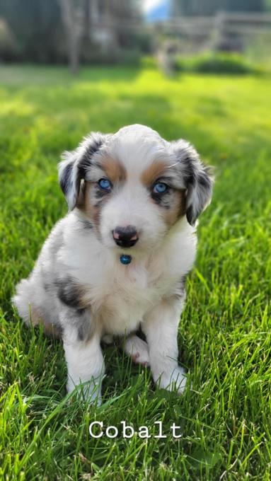 Australian Shepherd/Border Collie