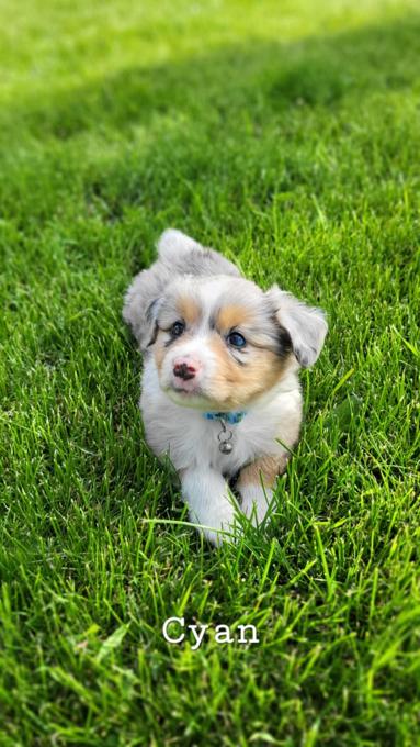 Australian Shepherd/Border Collie