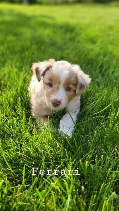 Australian Shepherd/Border Collie