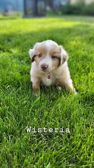 Australian Shepherd/Border Collie