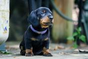 Dachshund miniature smooth