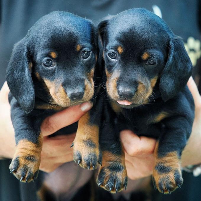 Dachshund miniature smooth