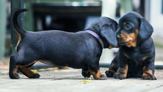 Dachshund miniature smooth