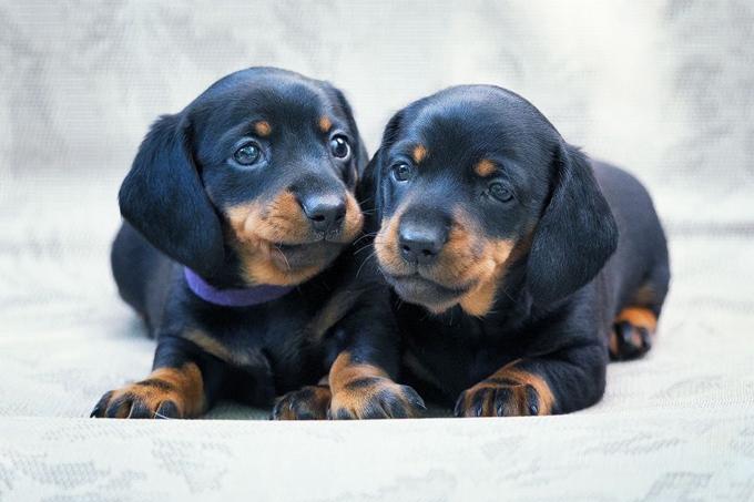 Dachshund miniature smooth