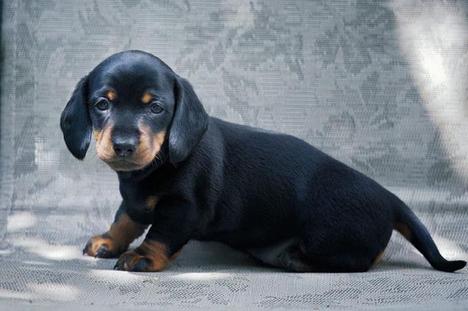 Dachshund miniature smooth