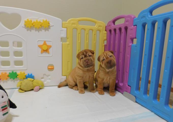 Chinese Shar - Pei Puppies