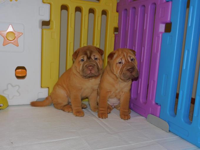 Chinese Shar - Pei Puppies