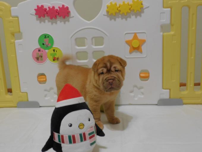 Chinese Shar - Pei Puppies